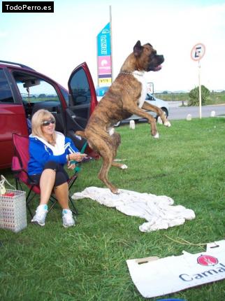 La foto del perro