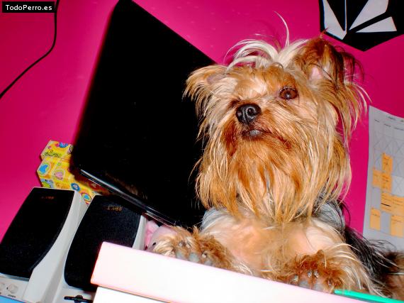 La foto del perro