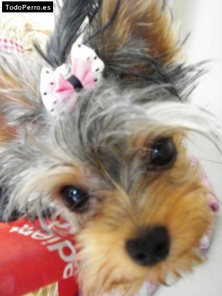 La foto del perro