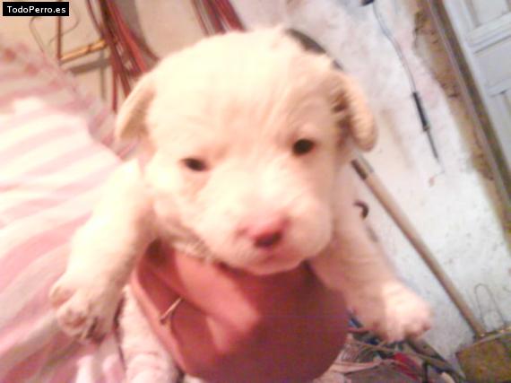 Foto del perro Rolo