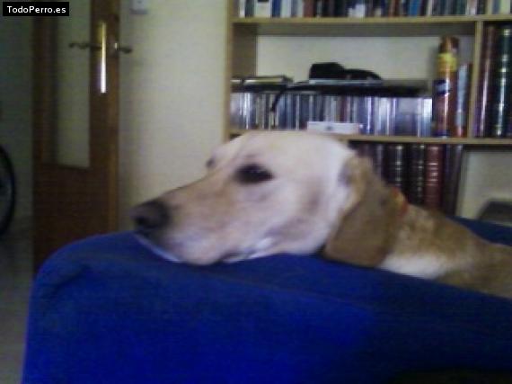 La foto del perro