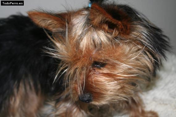 La foto del perro