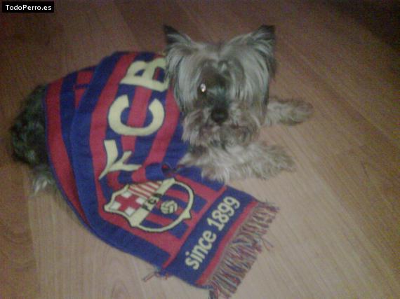 La foto del perro
