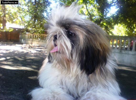 La foto del perro