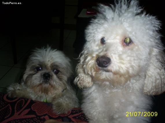 La foto del perro