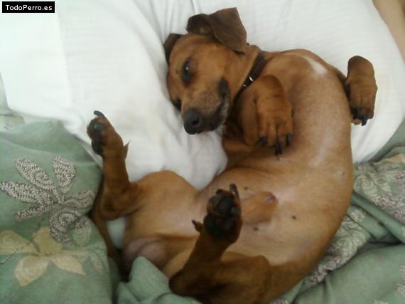 La foto del perro