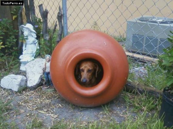 La foto del perro