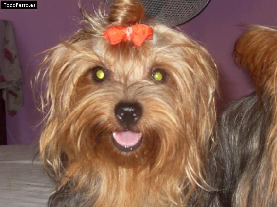 La foto del perro