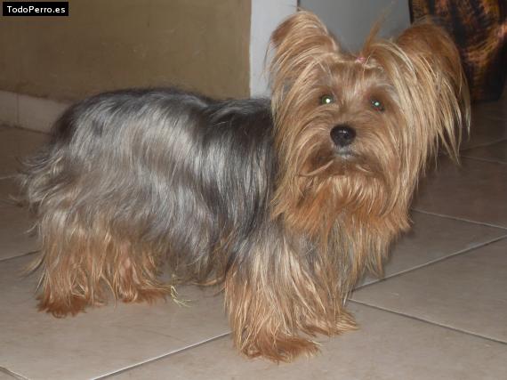 La foto del perro