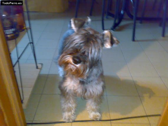 La foto del perro