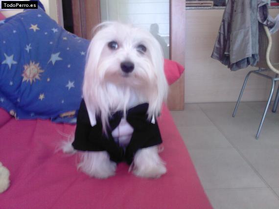 La foto del perro