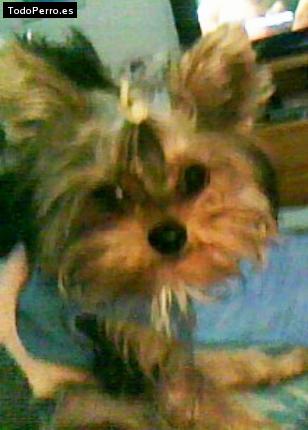 La foto del perro