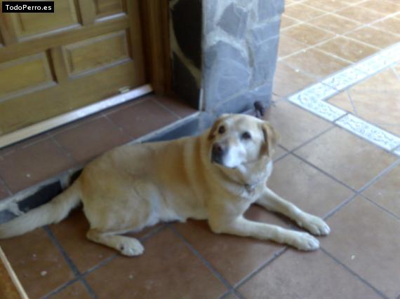 La foto del perro