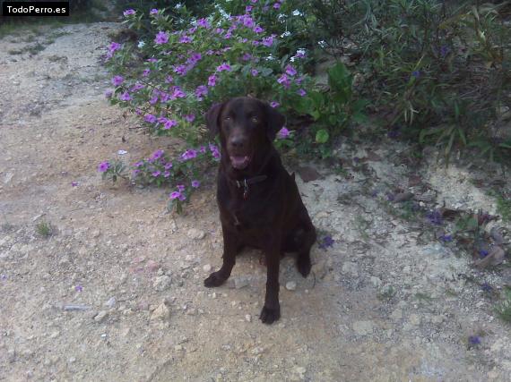La foto del perro