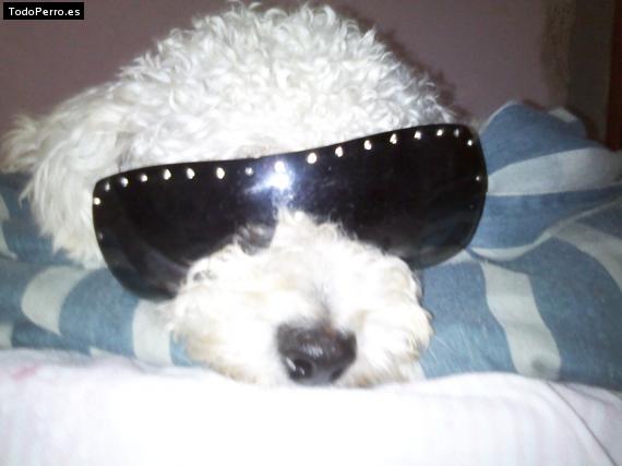 La foto del perro