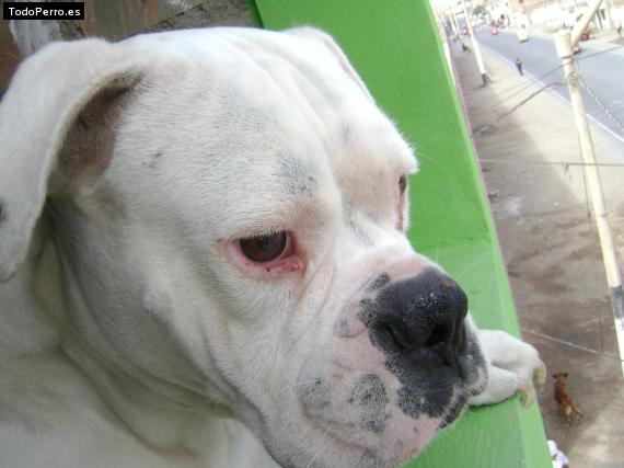 La foto del perro
