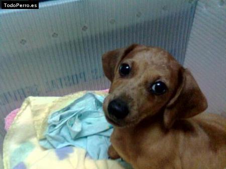 Foto del perro Rocky