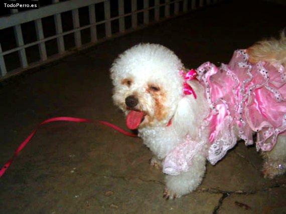 La foto del perro