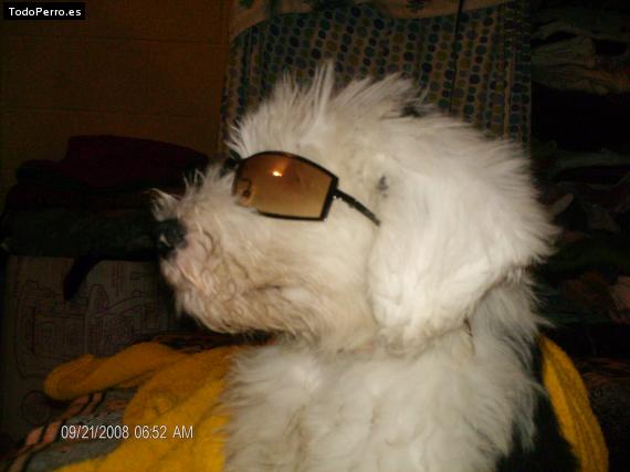 La foto del perro