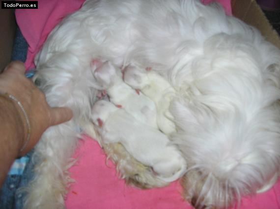 La foto del perro