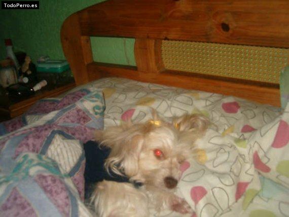La foto del perro