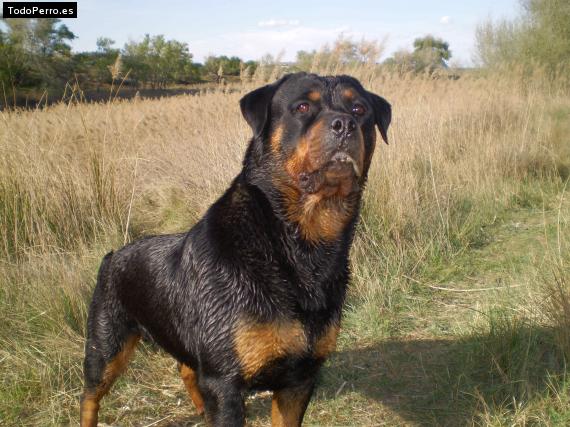 La foto del perro
