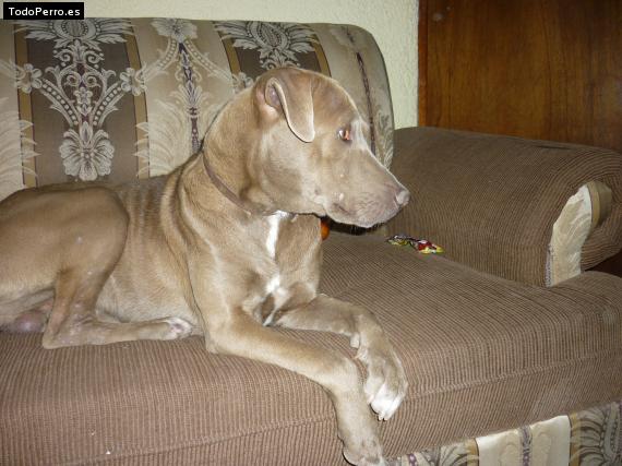 La foto del perro