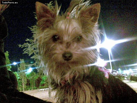 La foto del perro
