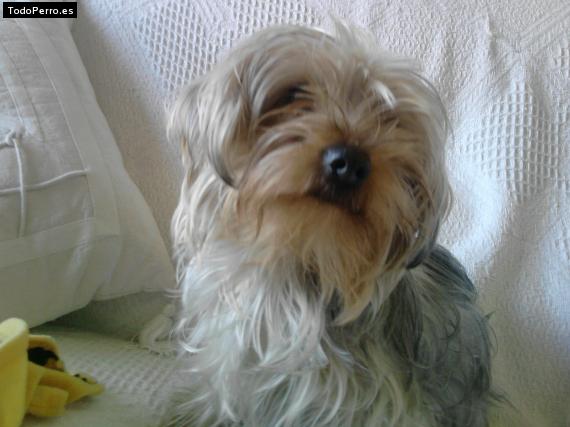La foto del perro