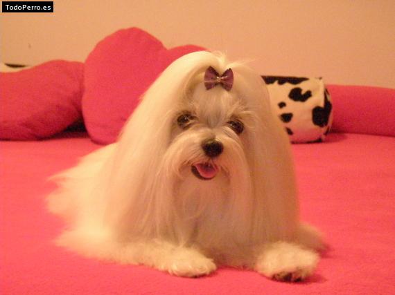 La foto del perro
