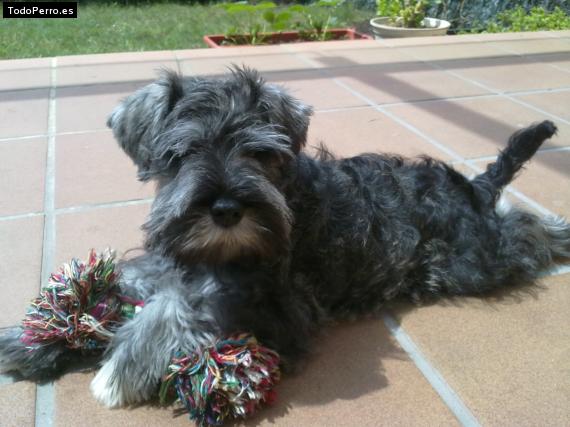 La foto del perro