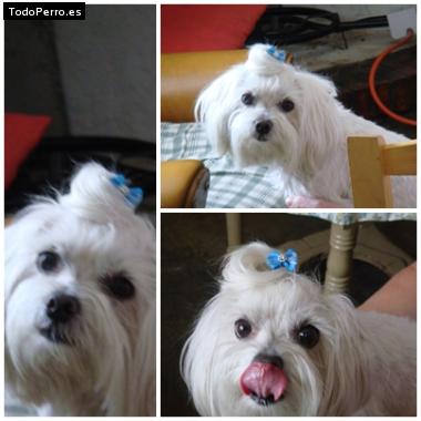 La foto del perro