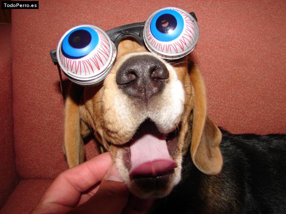 La foto del perro