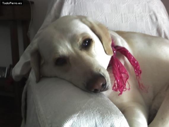 La foto del perro