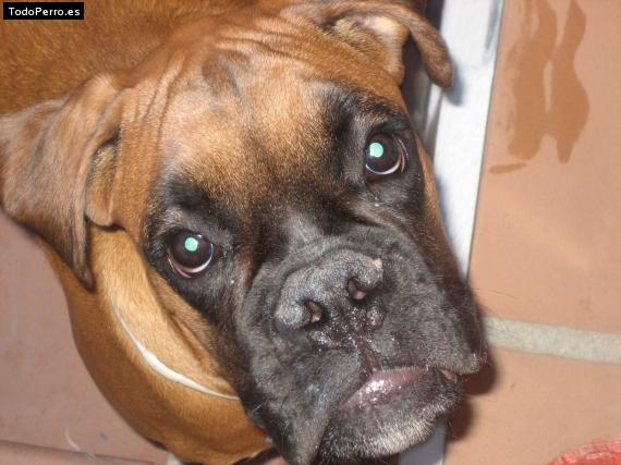 La foto del perro