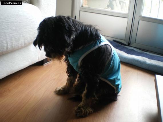 La foto del perro
