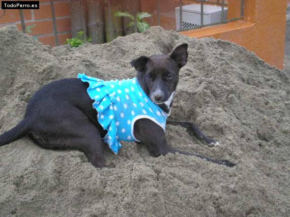 La foto del perro