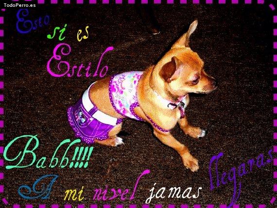 La foto del perro