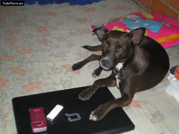 La foto del perro