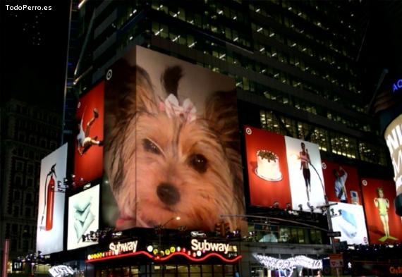 La foto del perro