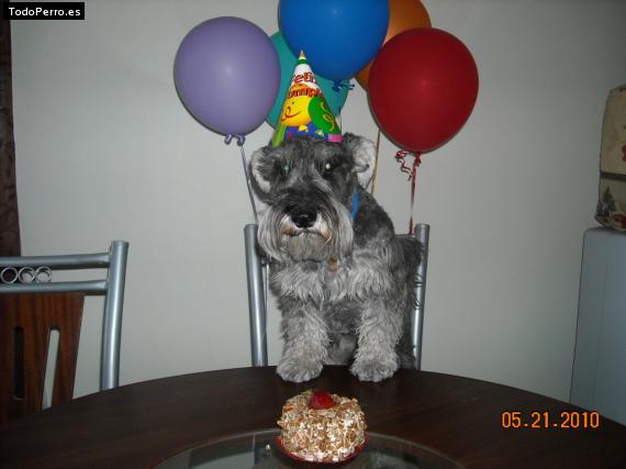 La foto del perro