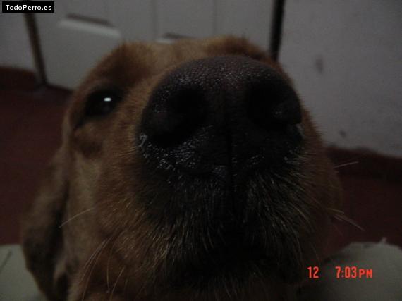 La foto del perro