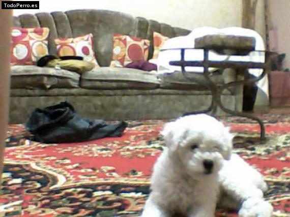 La foto del perro
