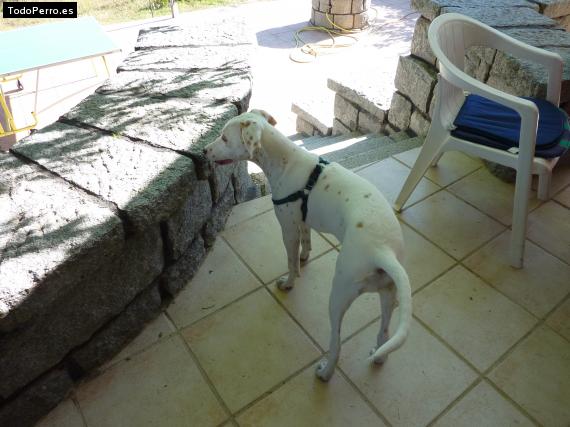 La foto del perro