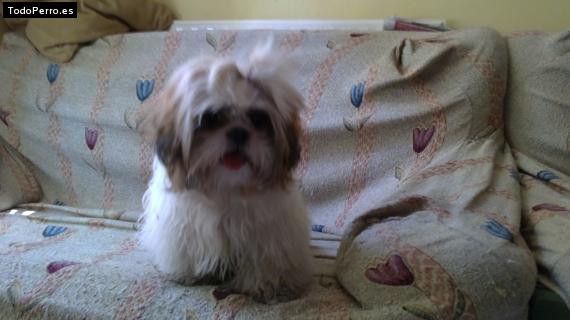 La foto del perro