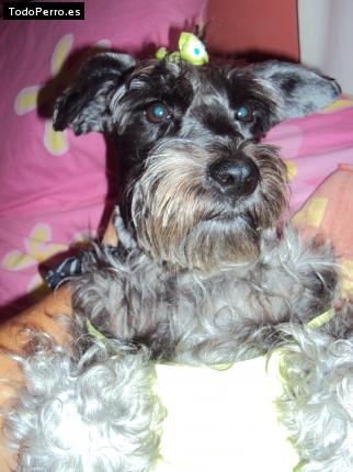 La foto del perro