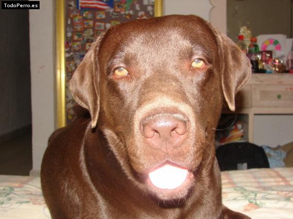La foto del perro