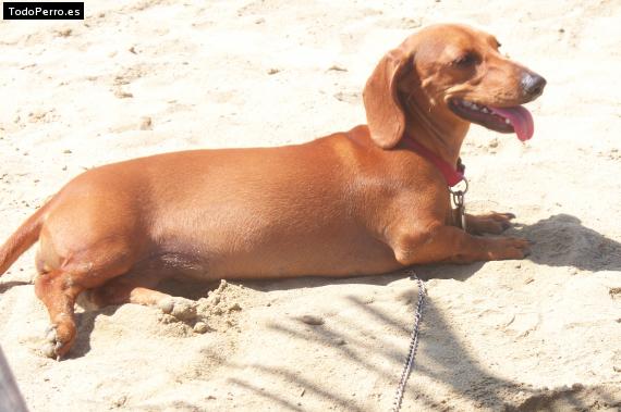 La foto del perro