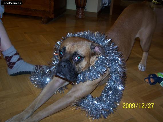 La foto del perro