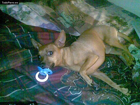 La foto del perro